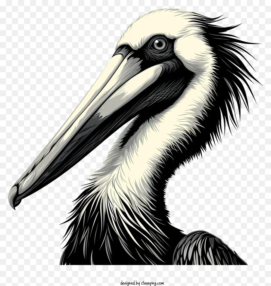 Pelican，Pelican Putih PNG