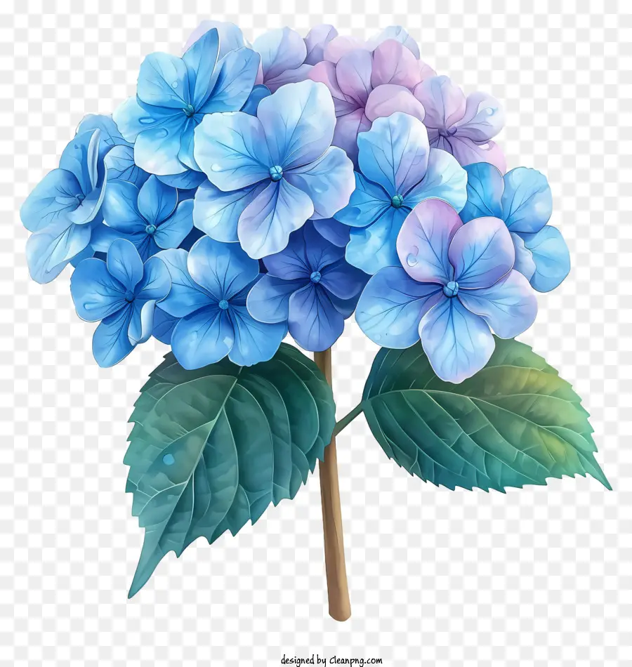 Bunga Pastel Hydrangea，Hidran Biru PNG