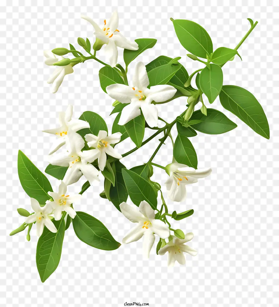 Bintang Putih Jasmine，Bunga Melati Putih PNG