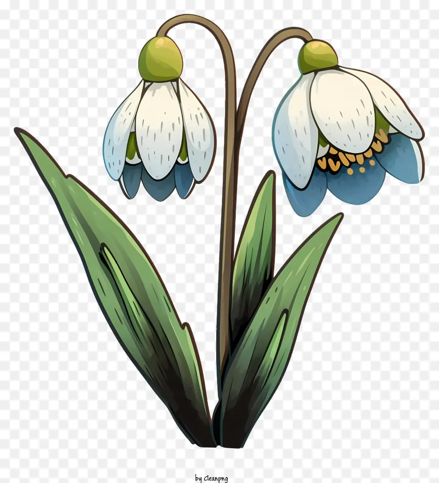 Bunga Snowdrop Gaya Cat Air，Bunga Putih PNG