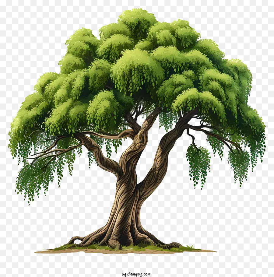 Pohon Besar Datar，Pohon PNG