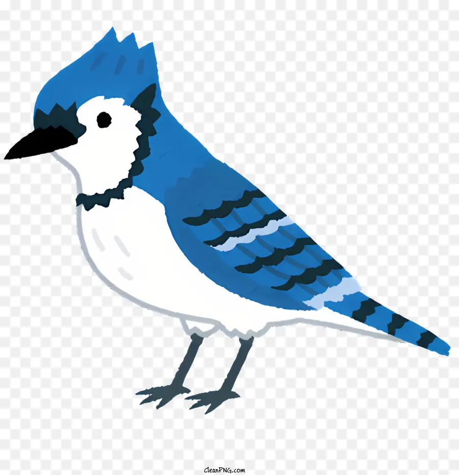 Burung，Blue Jay PNG