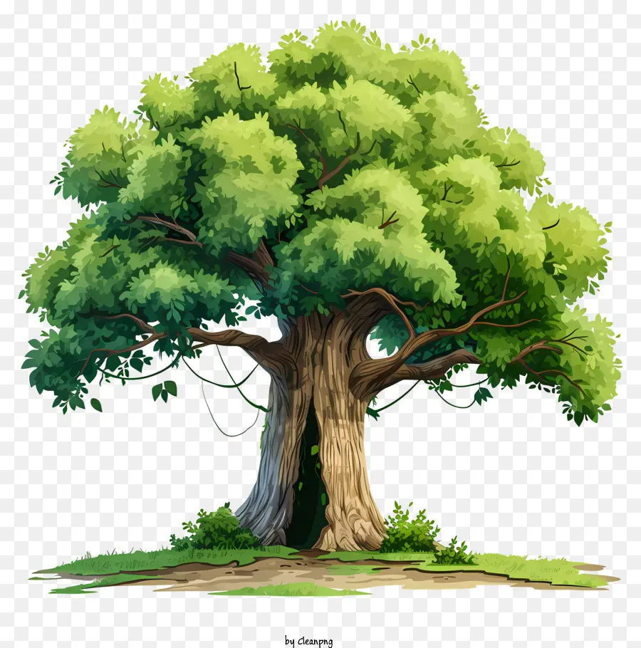 Pohon Besar Cat Air，Pohon PNG
