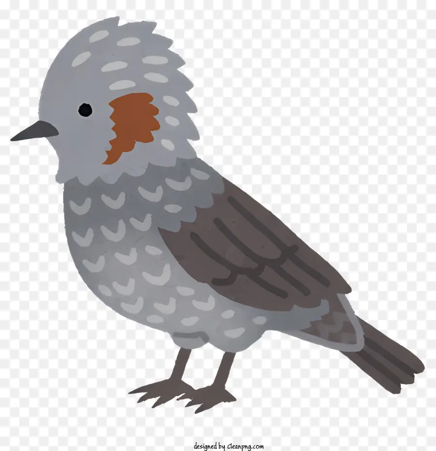 Burung，Kartun Burung PNG