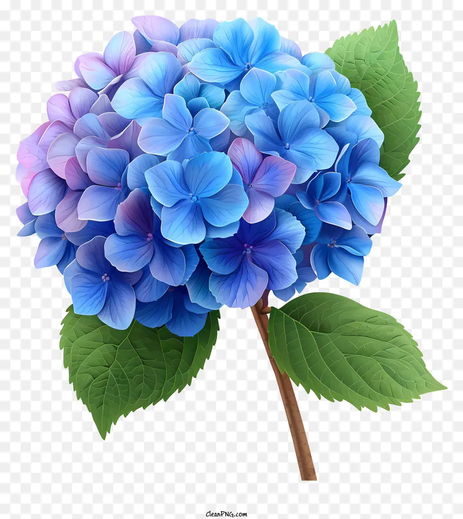 Bunga Pastel Hydrangea，Hidran Biru PNG