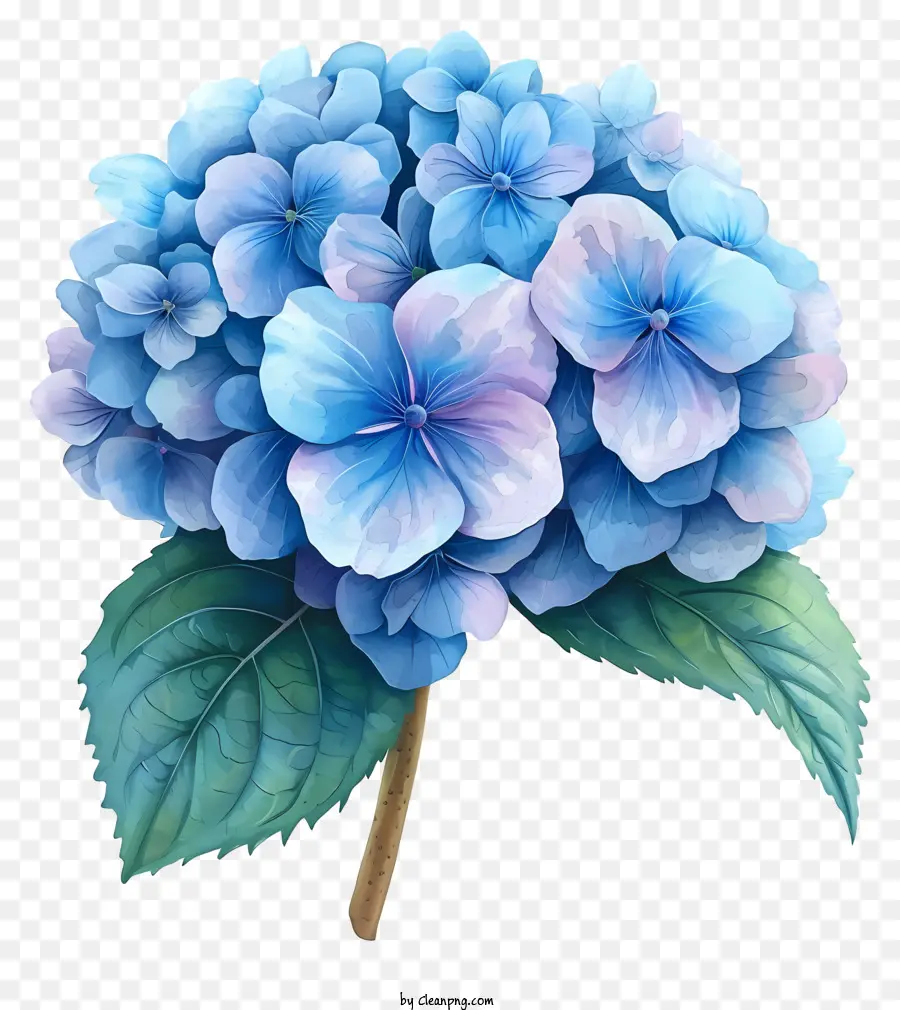 Bunga Pastel Hydrangea，Bunga Hidran Biru PNG