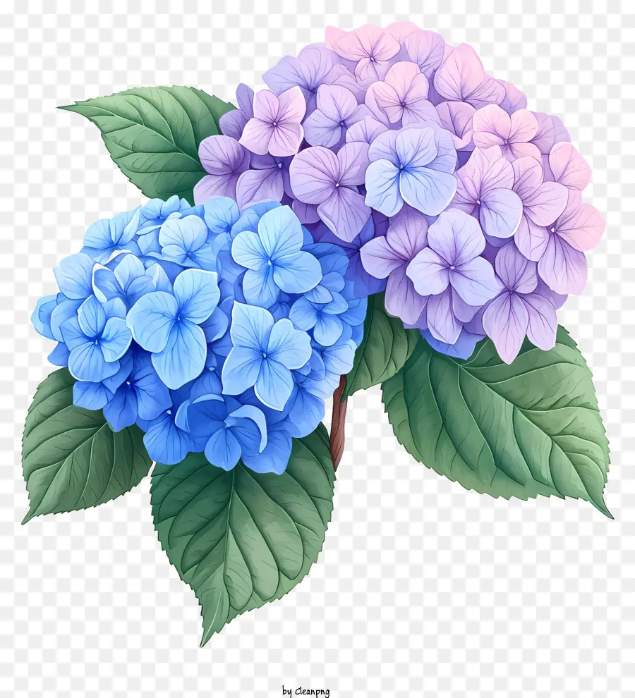 Bunga Hydrangea Yang Digambar Tangan，Hortensia PNG