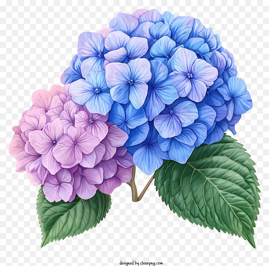 Bunga Hydrangea Yang Digambar Tangan，Hydrangea PNG