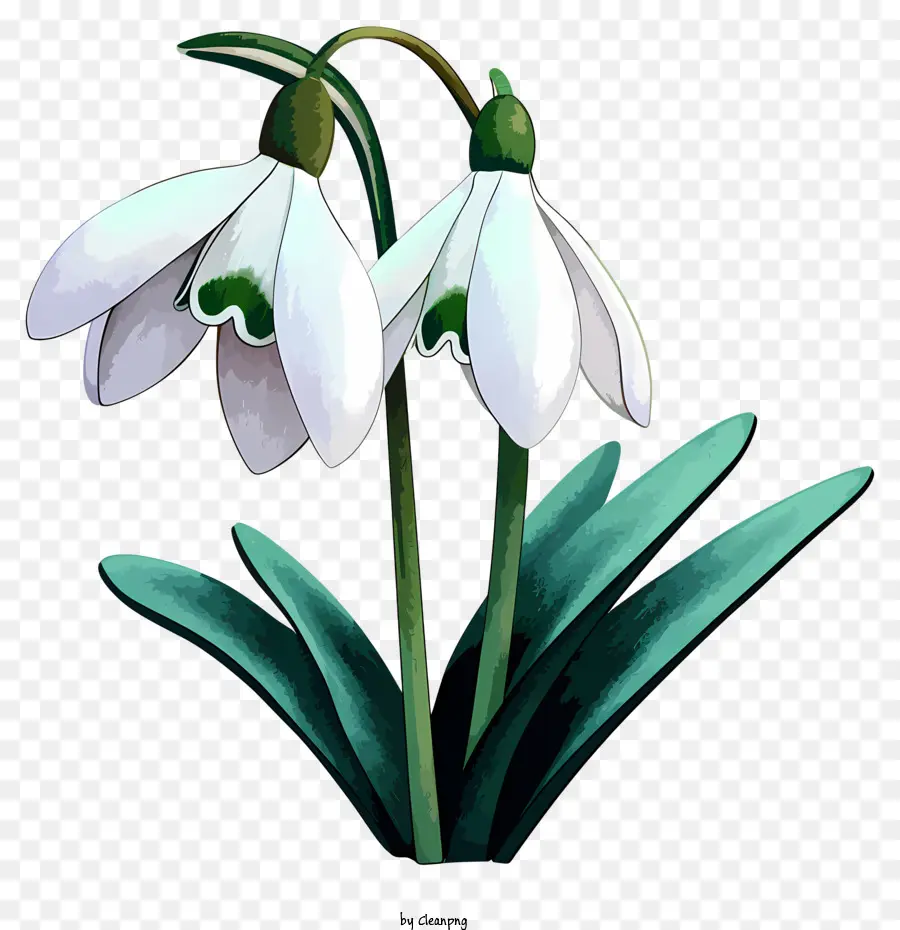Sketsa Bunga Snowdrop Gaya，Bunga Putih PNG