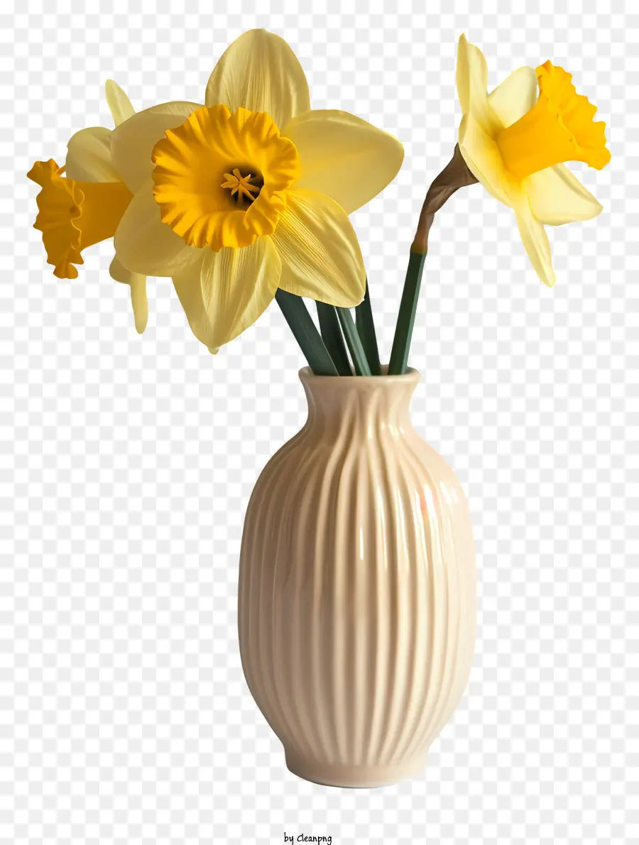 Daffodil，Vas Putih PNG