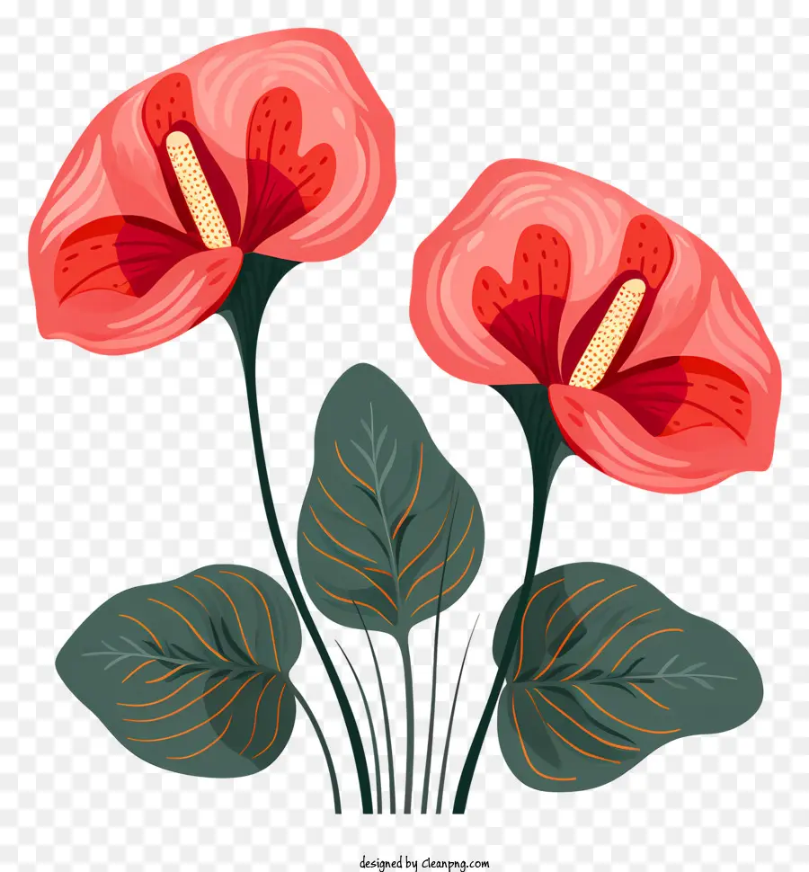 Bunga Anthurium，Bunga Merah Muda PNG