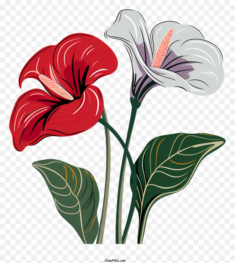 Bunga Anthurium，Bunga Merah PNG