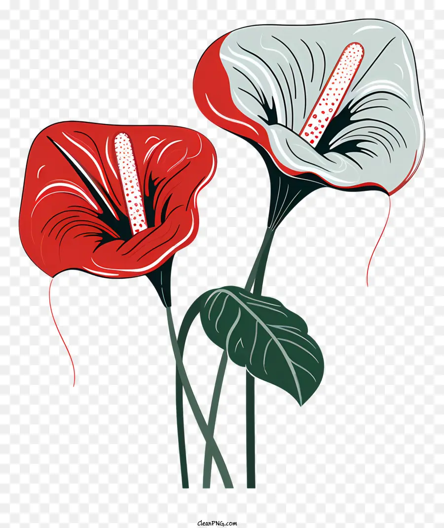 Bunga Anthurium，Rangkaian Bunga PNG