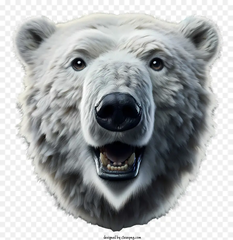 Beruang Kutub，Beruang Putih PNG