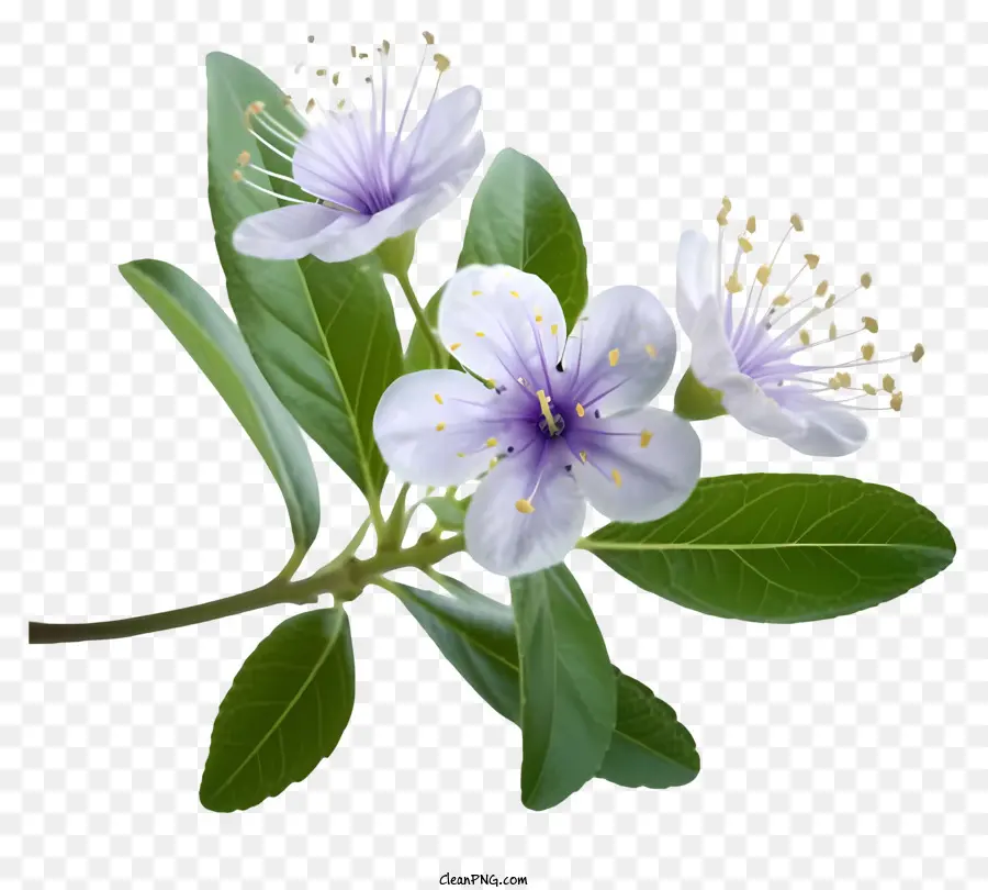 Bunga Myrtle Yang Elegan，Bunga PNG
