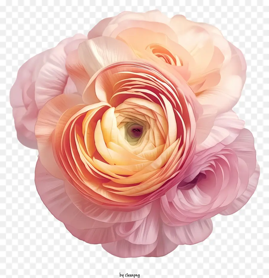 Desain Gambar Vektor Bunga Ranunculus Yang Elegan，Bunga Merah Muda PNG