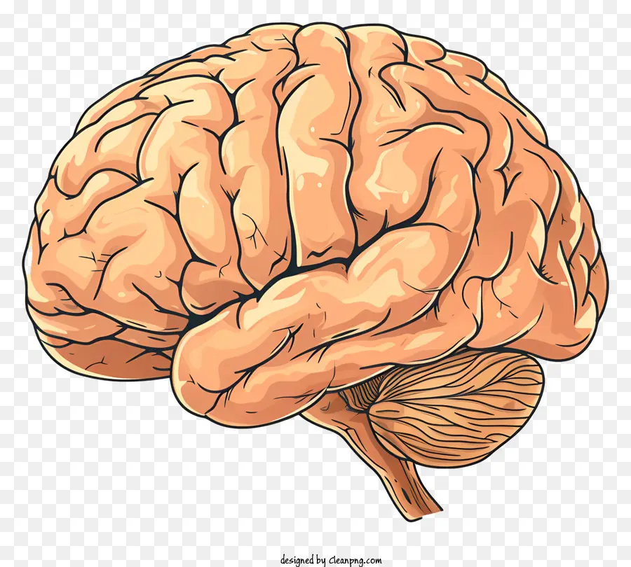 Otak Pikiran，Otak Manusia PNG