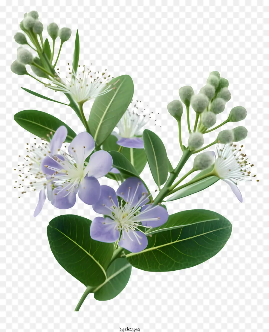 Bunga Myrtle Yang Elegan，Bunga Ungu PNG