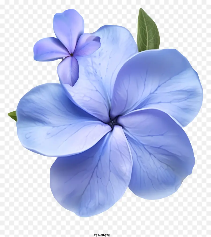 Ikon Bunga Periwinkle Yang Elegan，Bunga Biru PNG