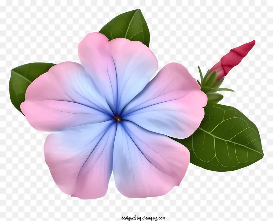 Bunga Periwinkle Yang Elegan Datar，Bunga PNG