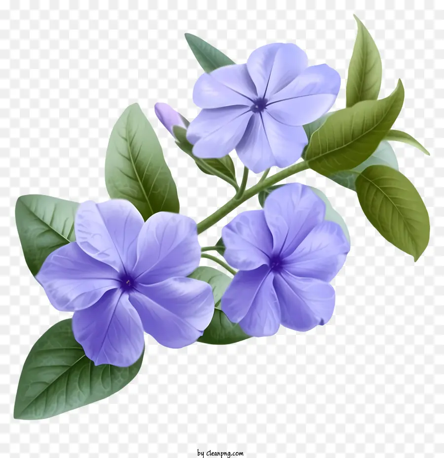 Ilustrasi Terperinci，Bunga Periwinkle Yang Elegan PNG