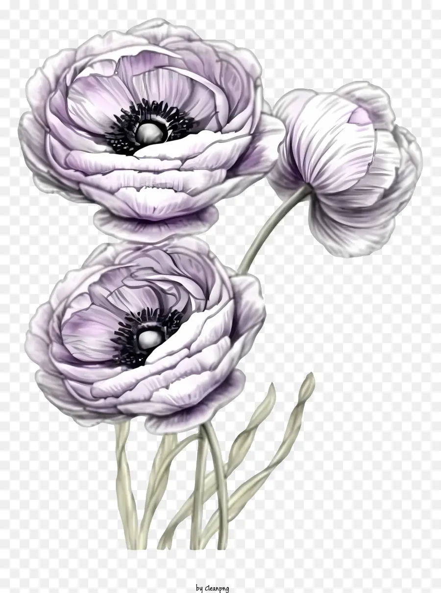 Desain Draw Vektor Bunga Ranunculus Yang Elegan，Karangan PNG