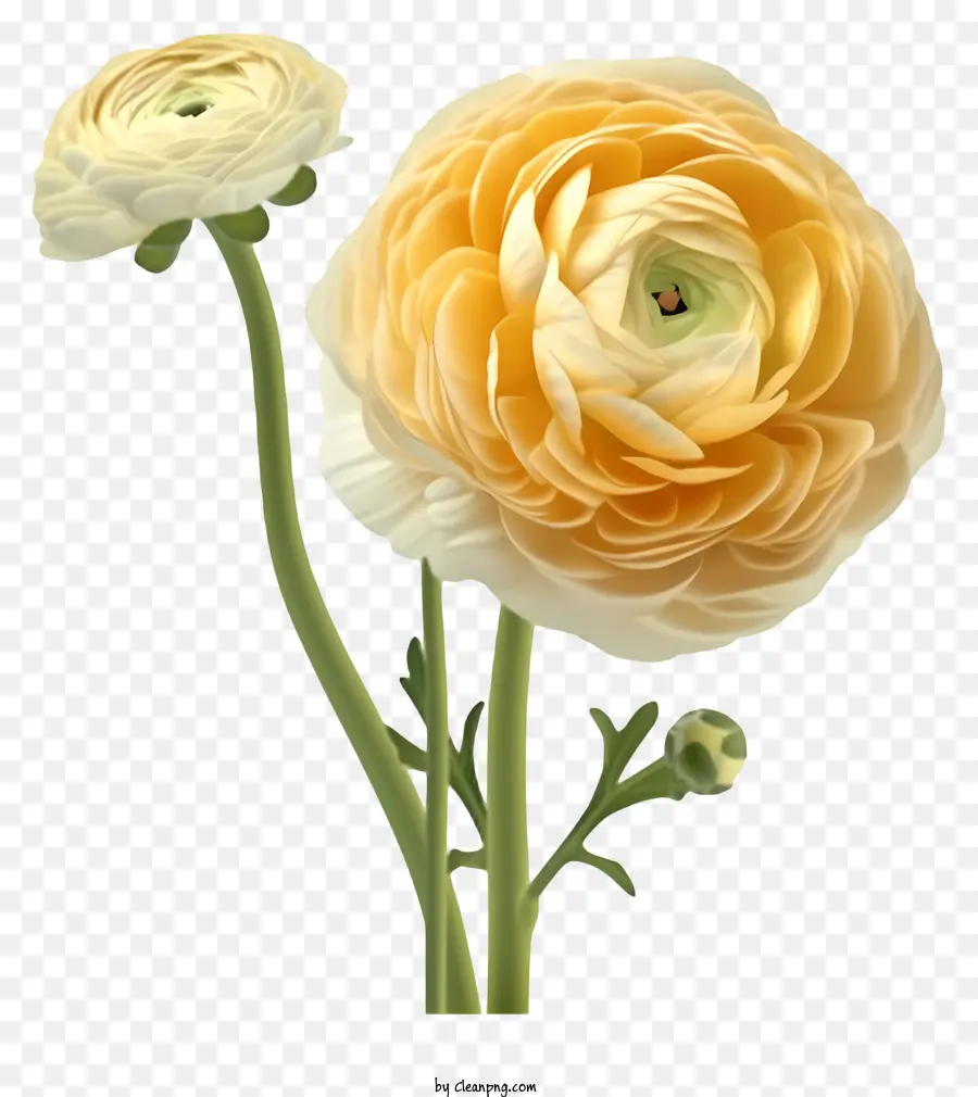 Vektor Bunga Ranunculus Elegan 3d，Bunga Putih PNG