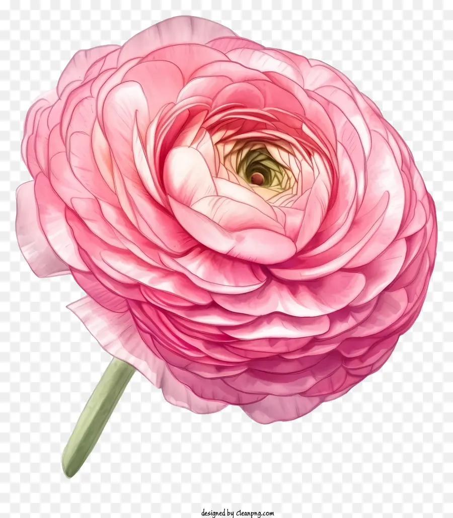 Bunga Ranunculus Elegan Yang Digambar Tangan，Bunga Merah Muda PNG