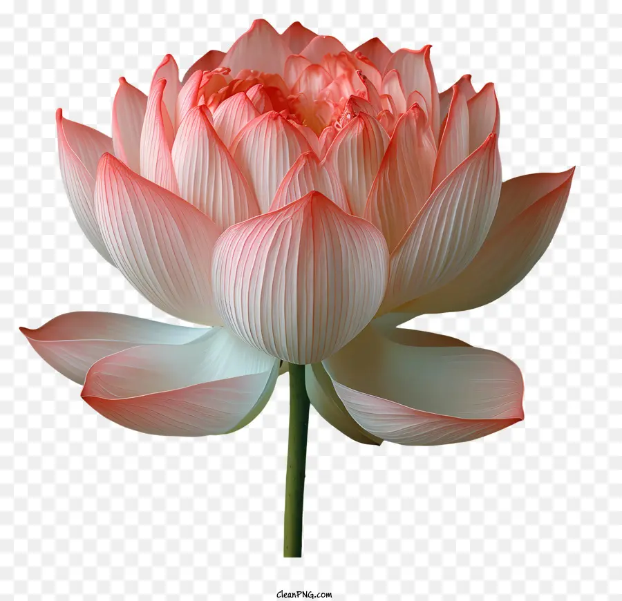 Bunga Teratai，Pink Lotus PNG