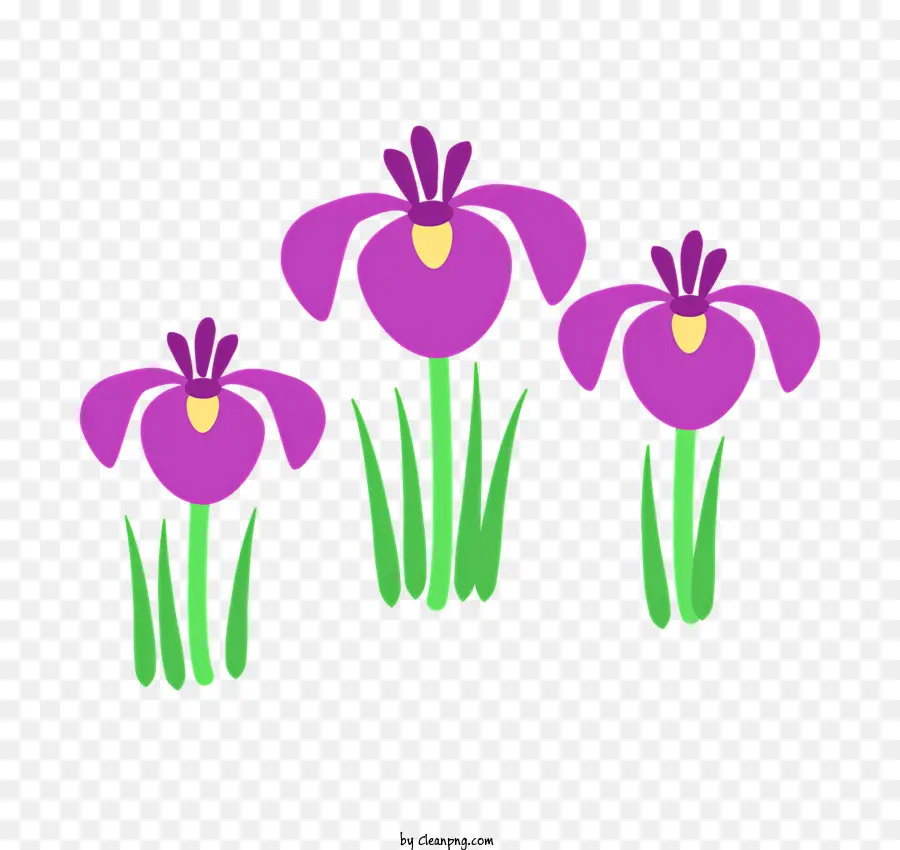 Iris，Iris Ungu PNG