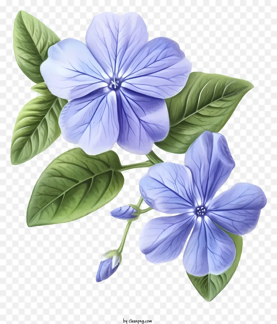 Ilustrasi Terperinci，Bunga Periwinkle Yang Elegan PNG