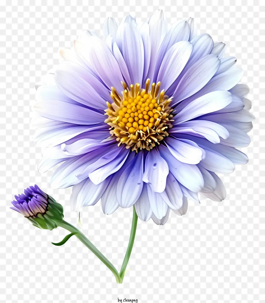 Bunga Aster Yang Elegan，Bunga Biru PNG