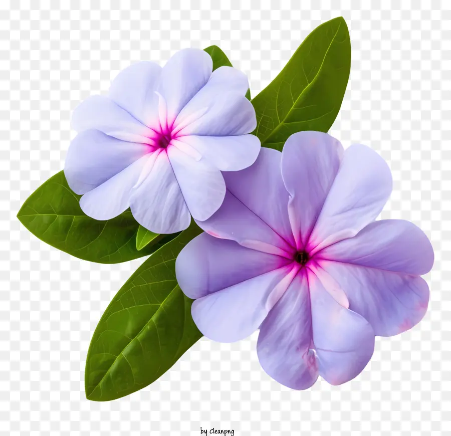 Bunga Periwinkle Yang Datar Dan Elegan，Bunga Ungu PNG