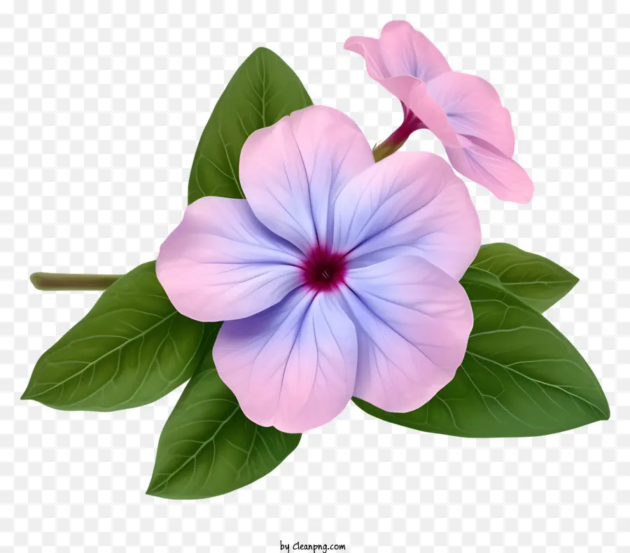Bunga Periwinkle Yang Elegan Datar，Bunga Liar PNG