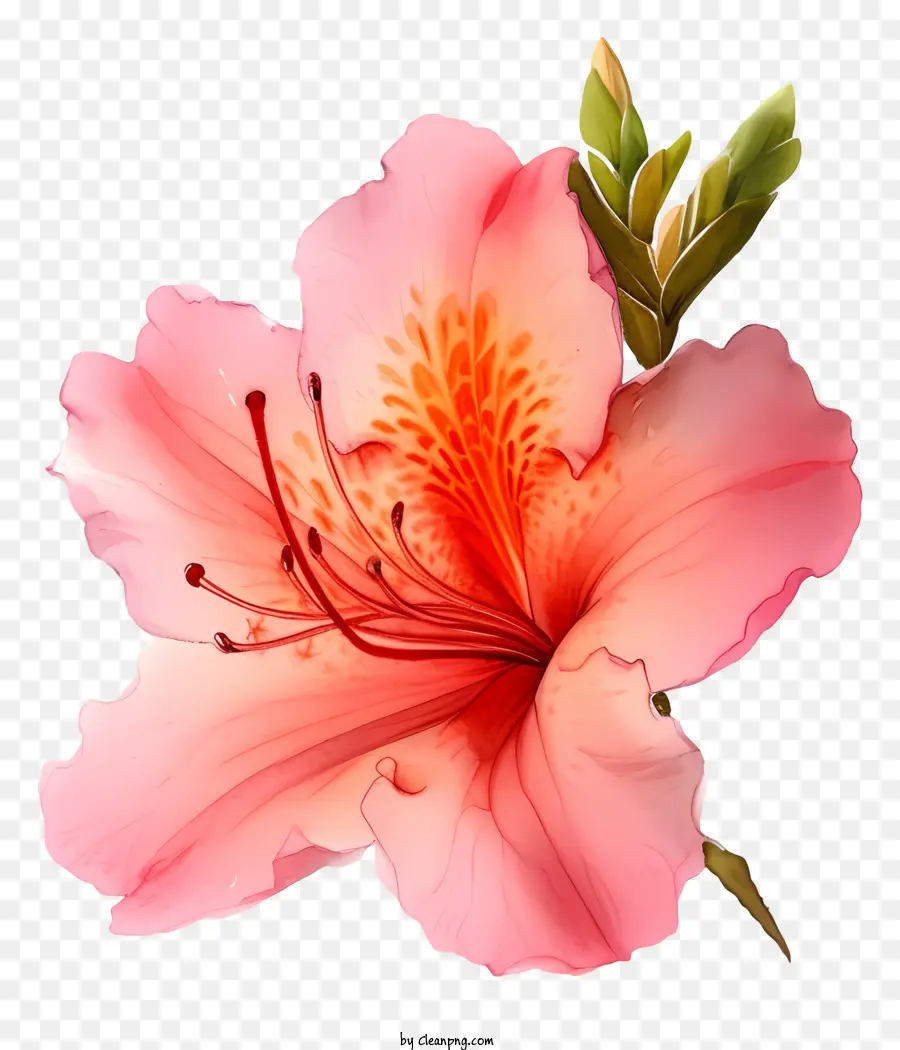 Bunga Azalea Elegan Cat Air，Bunga Merah Muda PNG