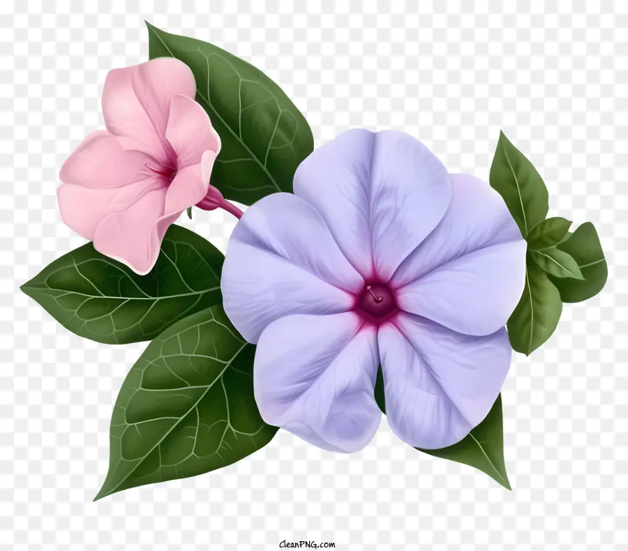 Bunga Periwinkle Yang Elegan，Bunga Pink Dan Ungu PNG