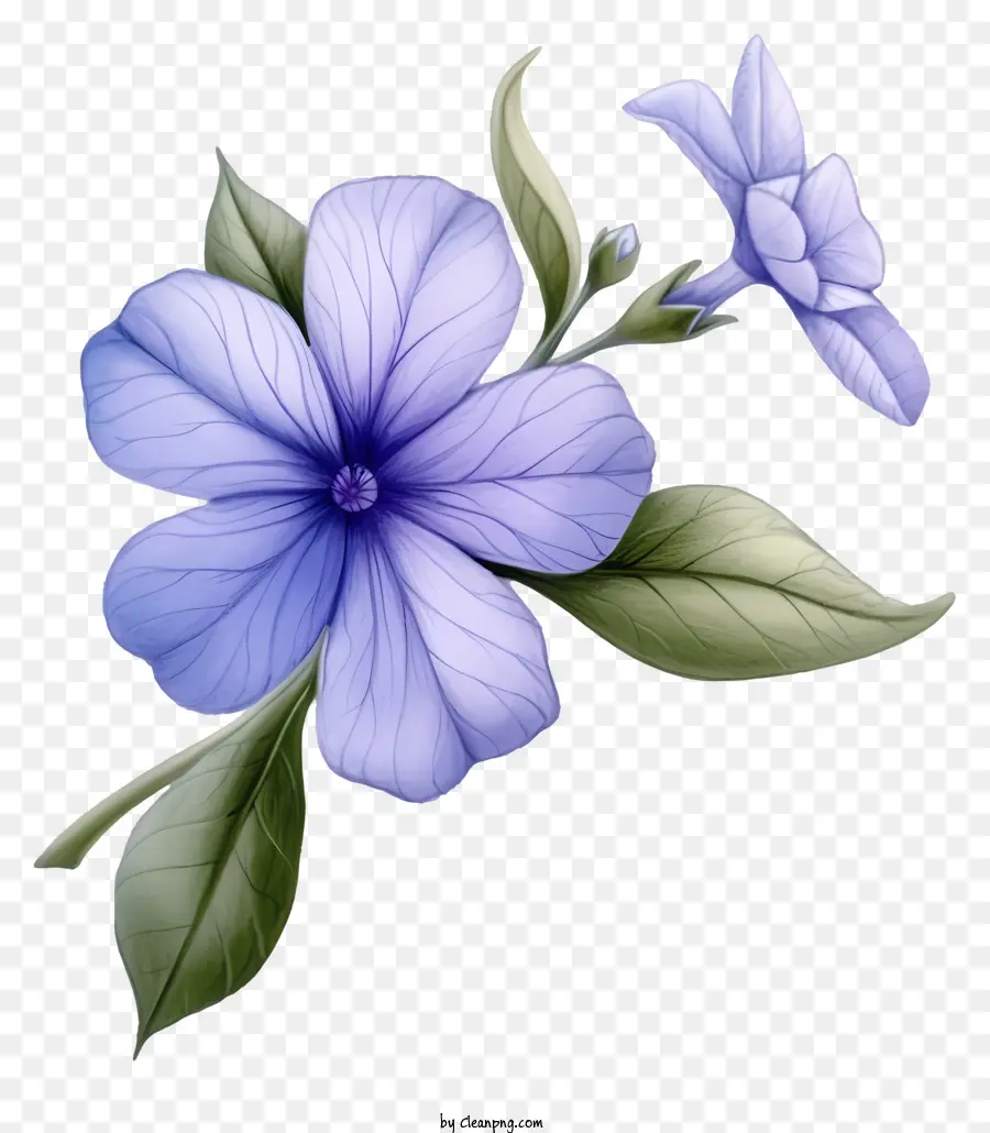 Bunga Periwinkle Yang Elegan，Bunga Biru PNG