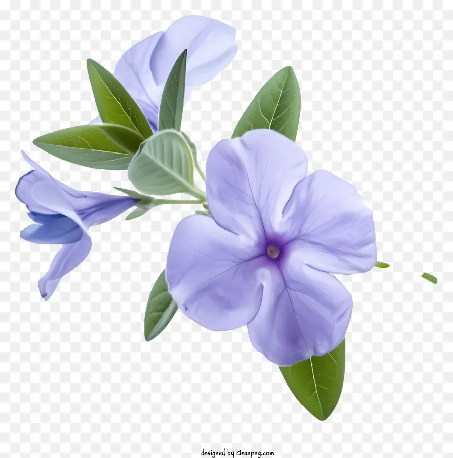 Bunga Periwinkle Yang Elegan，Bunga Ungu PNG