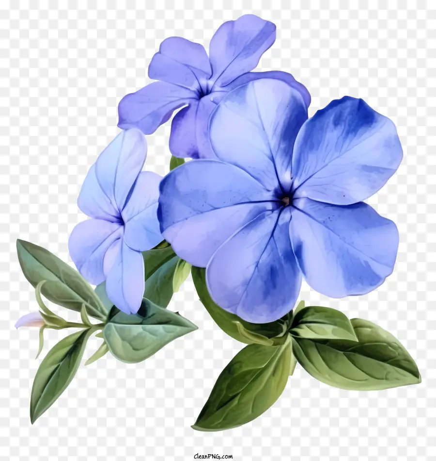 Bunga Periwinkle Yang Elegan，Bunga Bunga Biru PNG