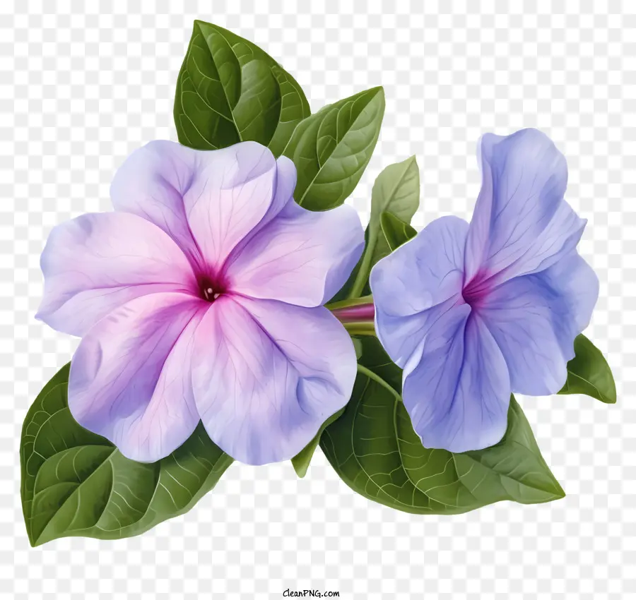 Bunga Periwinkle Yang Elegan，Bunga PNG