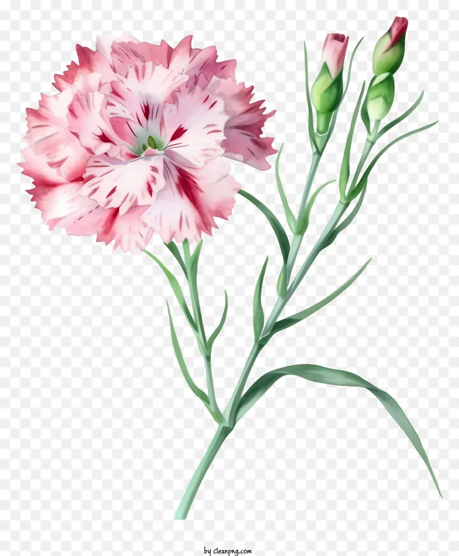 Bunga Dianthus Elegan Cat Air，Anyelir Merah Muda PNG