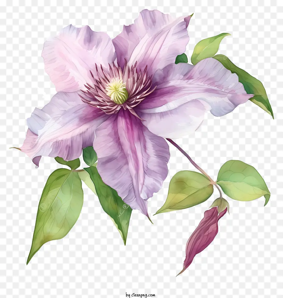 Bunga Clematis Elegan Cat Air，Lukisan Clematophy Merah Muda PNG