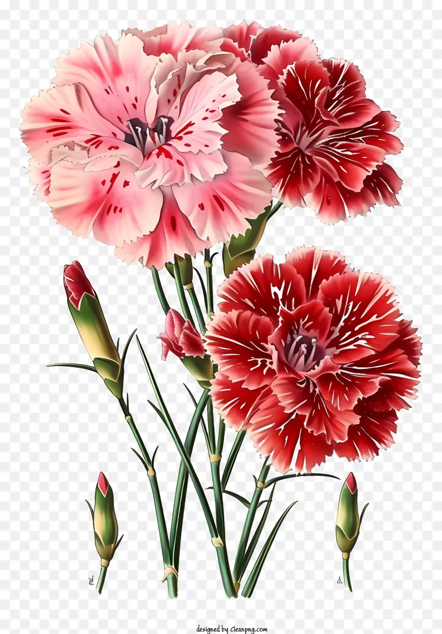 Bunga Dianthus Yang Elegan，Anyelir Merah PNG
