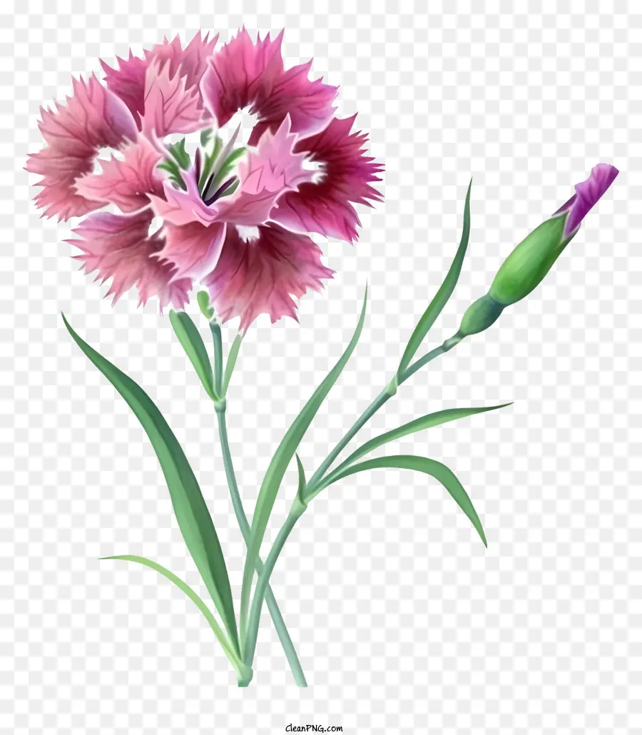 Ilustrasi Terperinci，Bunga Dianthus Yang Elegan PNG