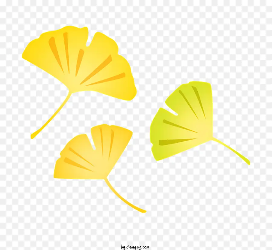 Ginkgo，Daun Ginkgo PNG