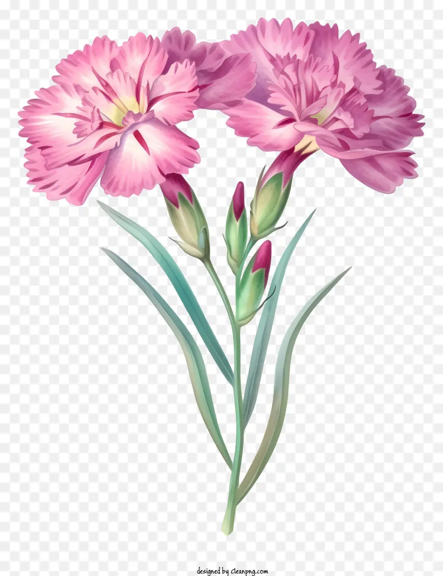 Desain Draw Vektor Bunga Dianthus Elegan，Bunga Merah Muda PNG