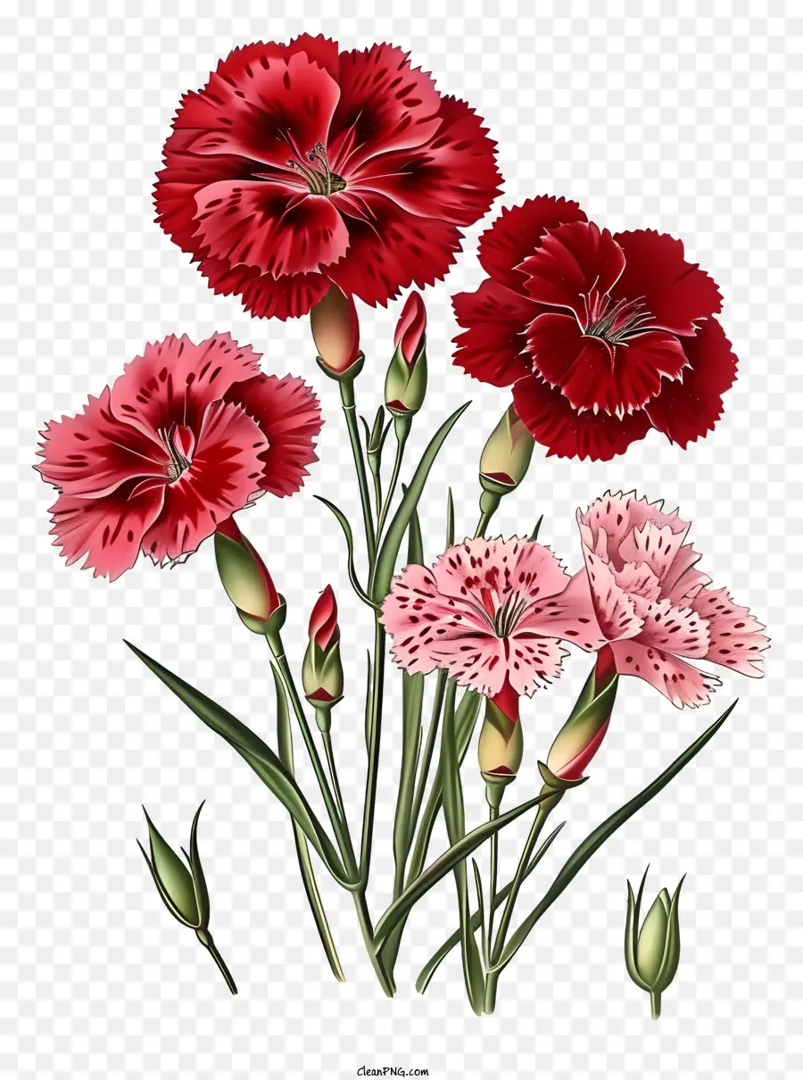 Bunga Dianthus Yang Elegan，Lukisan PNG