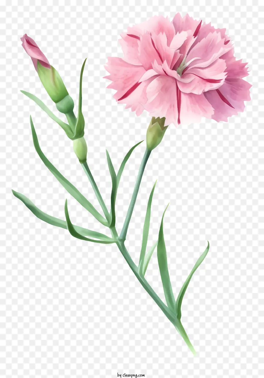 Bunga Dianthus Elegan Cat Air，Bunga Merah Muda PNG