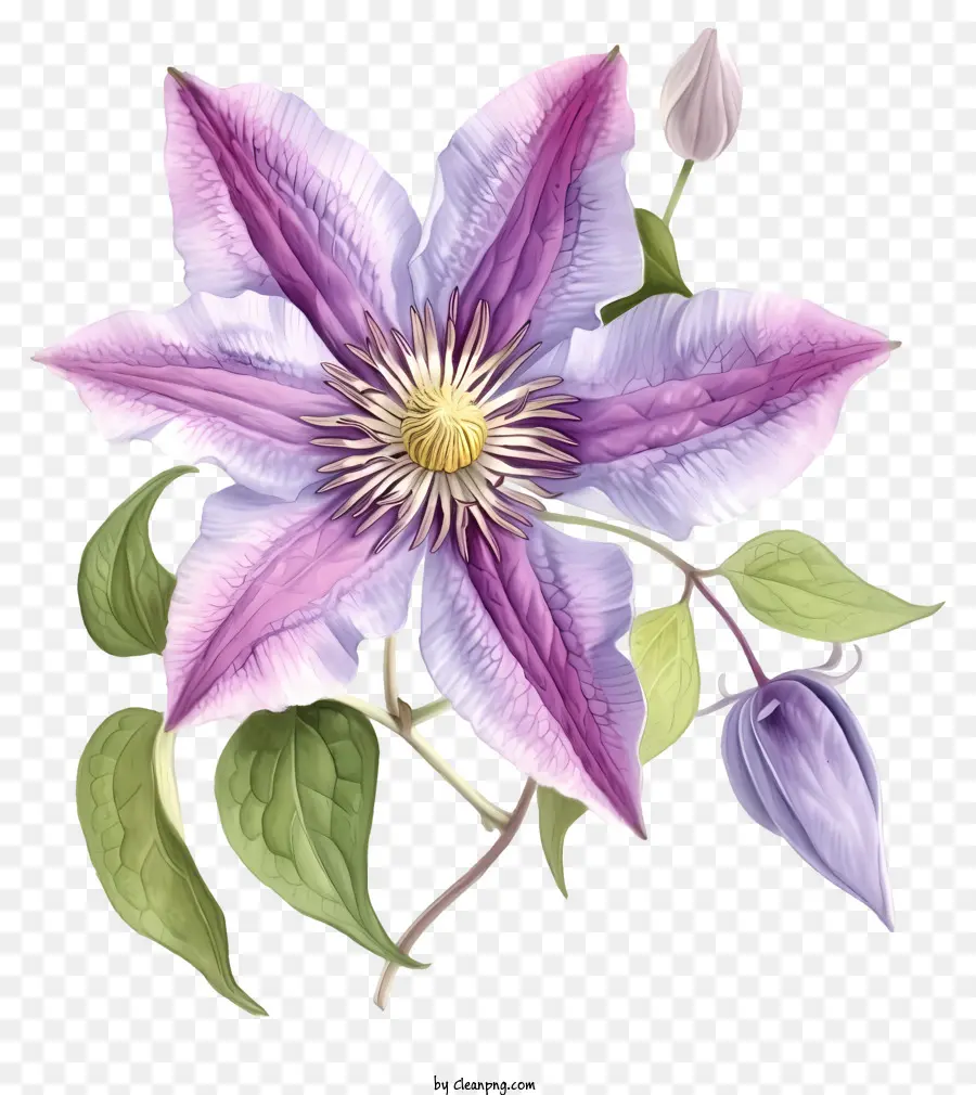 Ilustrasi Terperinci，Bunga Clematis Yang Elegan PNG