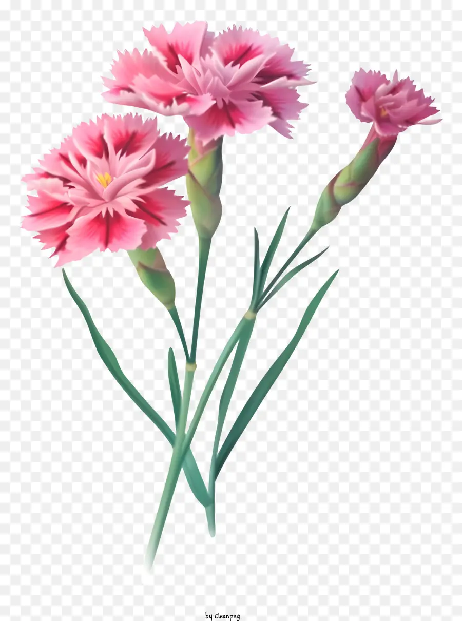 Bunga Dianthus Yang Elegan Realistis，Anyelir Merah Muda PNG